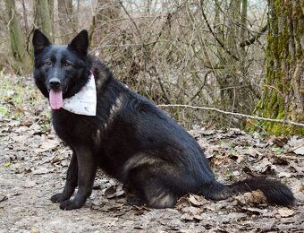 LA KALIBRA K ADOPCI - 3 ROKY, VDĚČNÁ, HODNÁ,PŘÍTULNÁ - 4