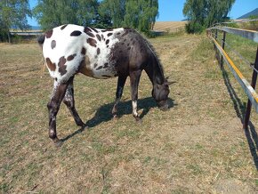 Appaloosa - 4