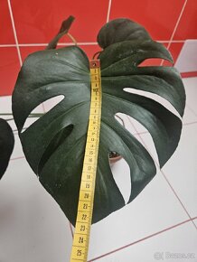 Monstera k prodeji - 4