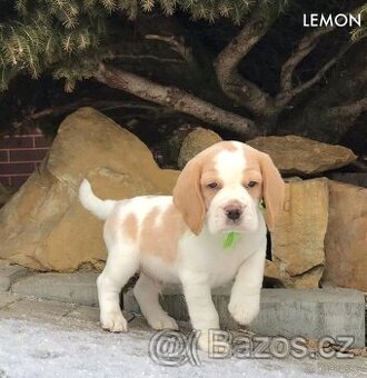 Bígel Bigl Beagle s PP FCI (bicolor, tricolor) - 4