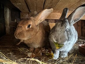 Králíci připraveni na chov / holky i kluci - 4