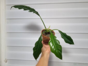 Pokojová květina Philodendron Narrow - 4