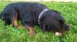 Rottweiler, rotvajler, RTW s PP - 4