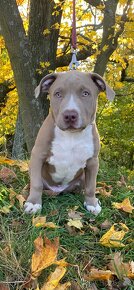 American Bully - XL - 4