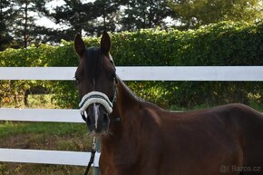 Welsh pony of COB Type - 4