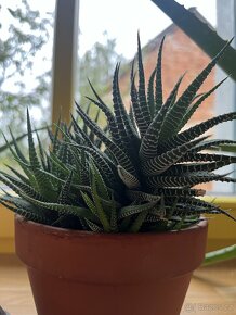 Haworthia - 4