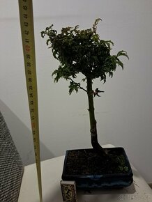 Bonsai Javor - 4