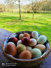 Násadová vejce a kuřata Hempšírka - 4