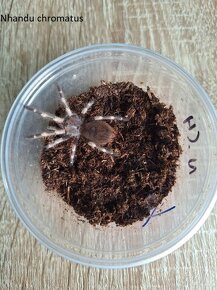 Sklípkani -  Acanthoscurria, Brachypelmy, Lasiodora, Nhandu - 4