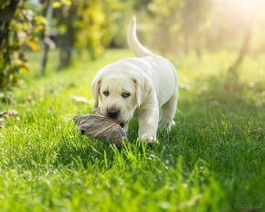 Labrador Retriever - šteniatka s rodokmeňom pôvodu s PP - 4