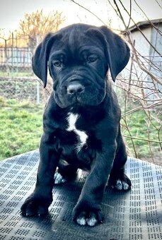 Cane corso šteniatka s rodokmeňom FCI - 4