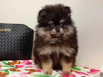 Pomeranian Mini Boo - Black And Tan Fenečka - 4