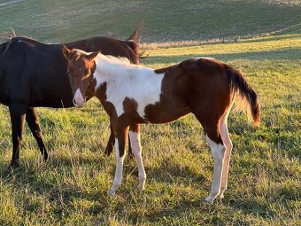 Paint horse - APH žrebček - 4