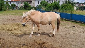 Valach fjordský kůň- prodej - 4