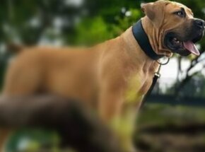 Boerboel - Jihoafrický Mastif - 4