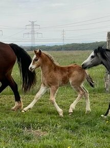 Hříbě Welsh cob na prodej - 4