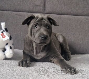 Thai Ridgeback - šteniatka - Polsko - 4