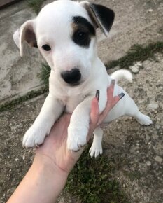 Jack Russell - 4