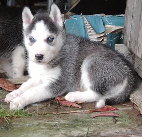 Štěňátka sibiřský husky - 4