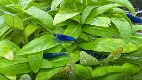 Krevetky Blue dream (Neocaridina davidi)NOVINKA-zasíláme - 4