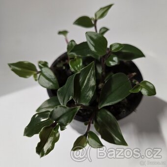 Tradescantia fluminensis - 4