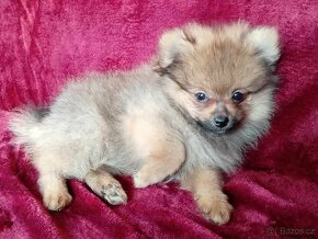 TOP Maličký pejsek NŠ/Pomeranian - Pomeranian Mini - 4