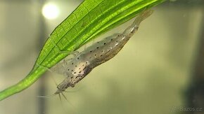 Kreveta Caridina Multidentata (Amano, Japonica) - 4