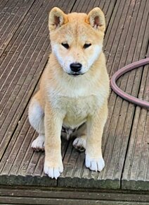 Šťěnátka Shiba inu s certifikáty chovu - 4