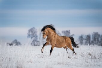 Připouštění Welsh mountain Pony - 4