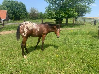 Appaloosa valach - 4