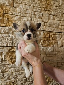 Welsh corgi pembroke si průkazem původu - 4