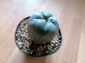 Beztrnný kaktus Lophophora Williamsii Peyotl Mexiko USA - 4