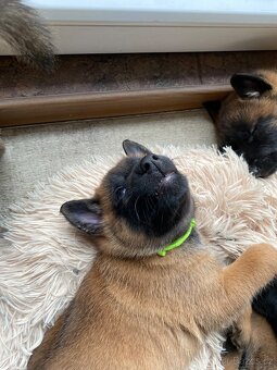 Belgický ovčák -Malinois - 4