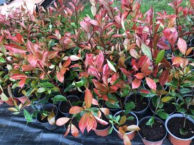 Blyskavky Red Robin - Photinia Fraserova 50 cm - 4