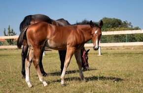 American quarter horse hřebeček - 4