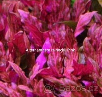 Alternanthera reineckii mini a pink - 4