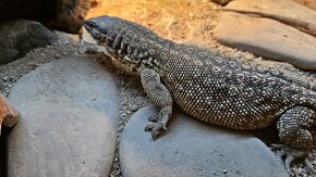 Varanus acanthurus (varan ostnoocasý) - 4