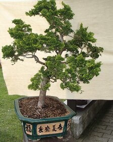 Prodám bonsai - 4