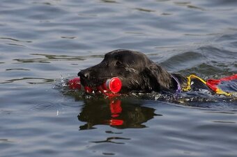 FLAT COATED RETRIEVER - CHS YnnaBBlack - 4