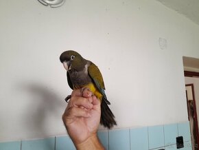 Papousek patagonsky - 4