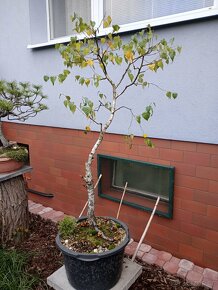 Bříza bělokorá (Betula pendula) bonsai - 4