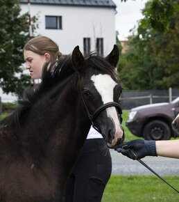 Černá klisna welsh pony B - 4