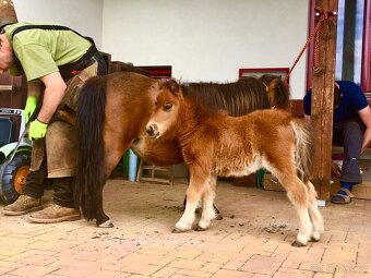 Klisnička shetland pony - 4