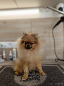 Pomeranian - 4