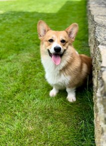 Welsh Corgi Pembroke s PP - 4