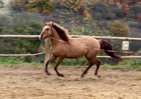 Lusitano hřebec PSL 2022 - 4