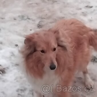 Sheltie-seltie - 4