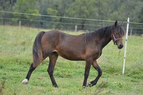 Welsh cob - klisna - 4