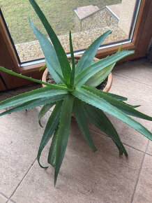 Aloe pravá - Aloe Vera dle výběru - 4