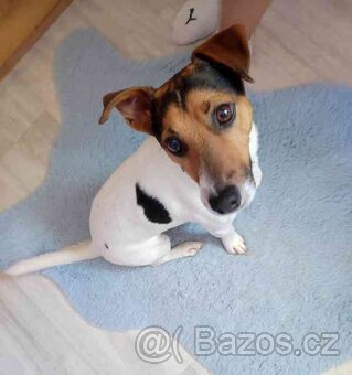 Jack Russell teriér je krytí - 4